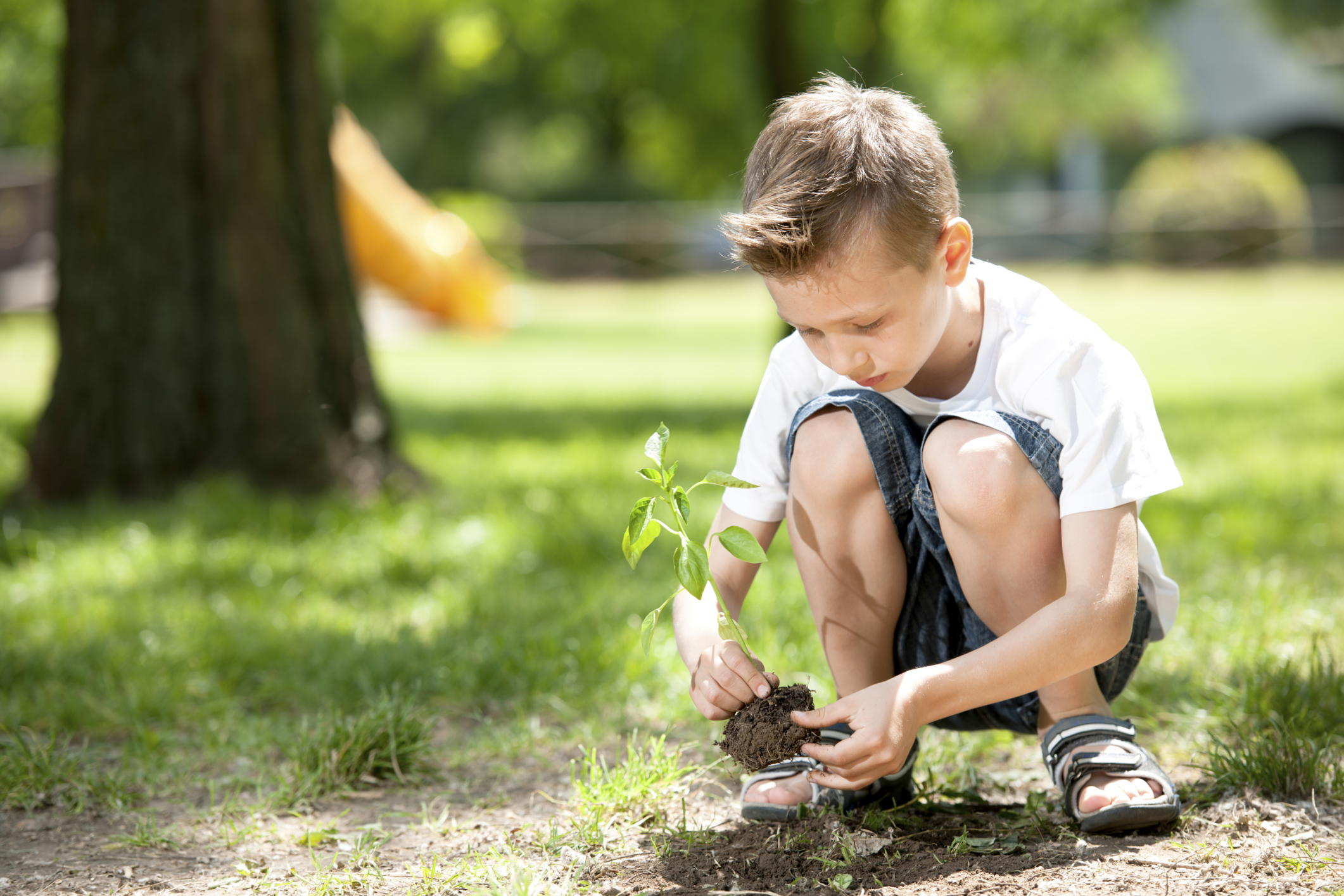 education WordPress theme – tree planting event